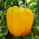 paprika társnövények