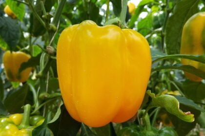 paprika társnövények